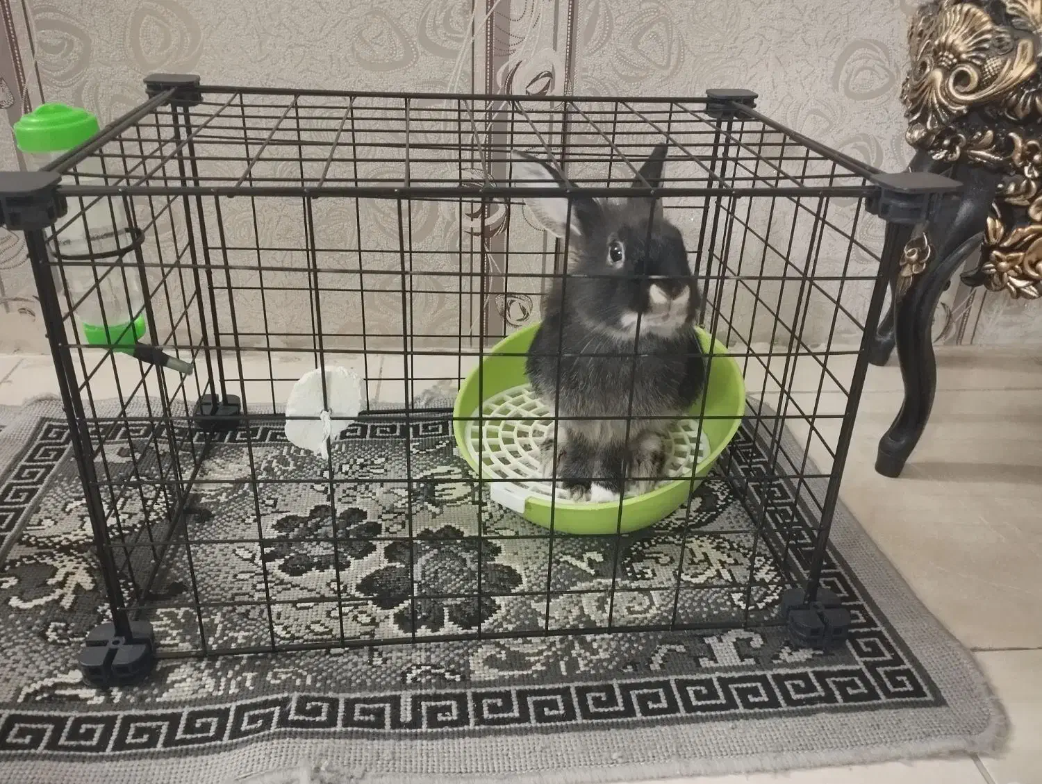 خرگوش لوپ مشکی|موش و خرگوش|مشهد, امیریه|دیوار