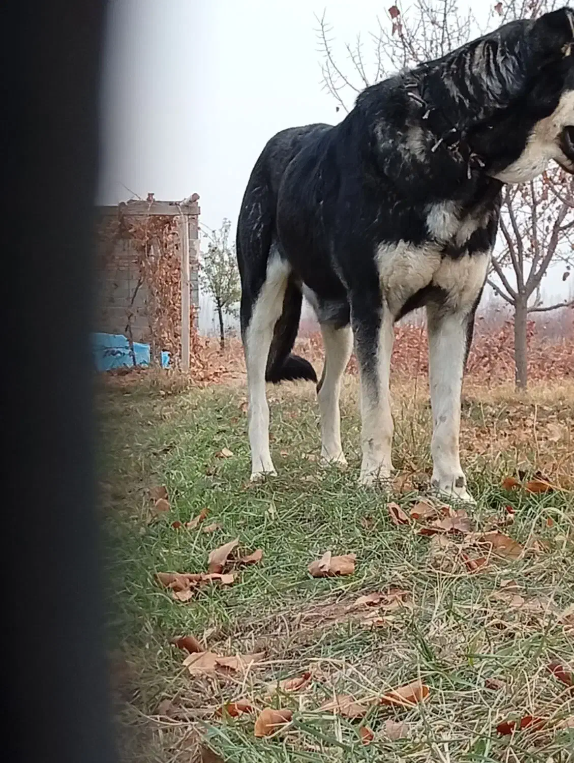 ماده پژدر اصل|سگ|مرند, |دیوار