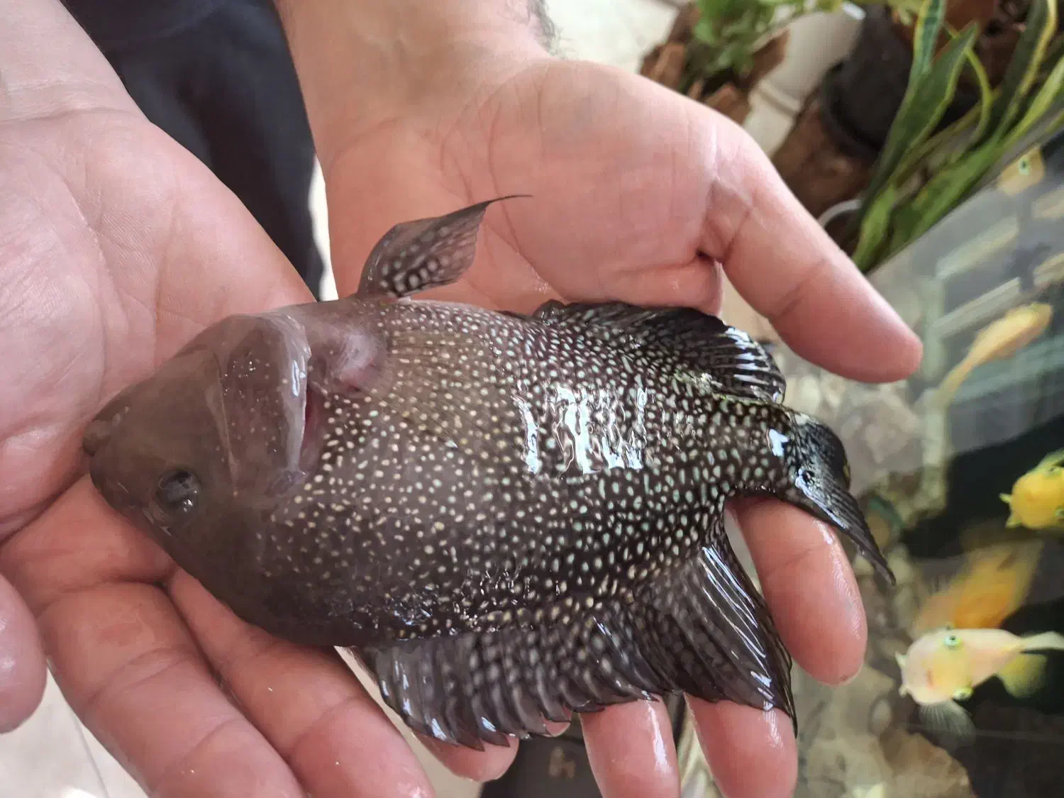 ماهی فلاور|ماهی|مشهد, حجت|دیوار
