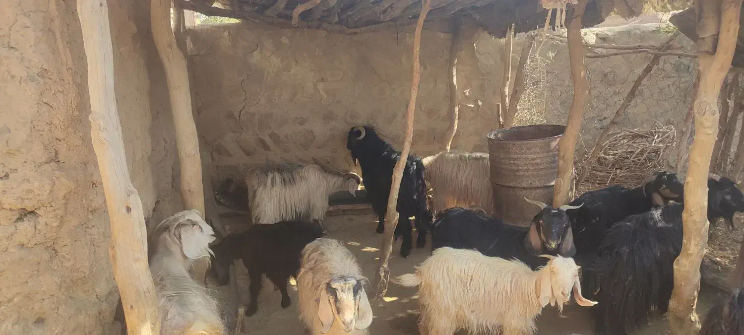 ۲عدد بز نر و۱۴عدد بز ماده در شاهیوند|حیوانات مزرعه|شاهیوند, |دیوار