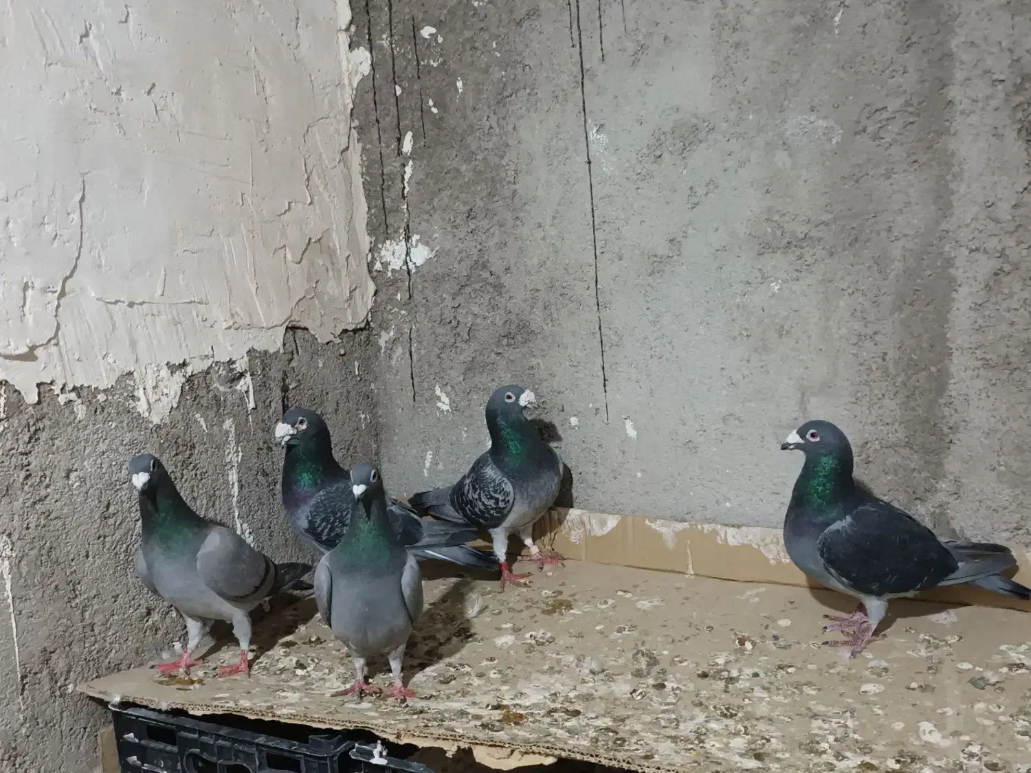 دوبر|پرنده|اردبیل, |دیوار