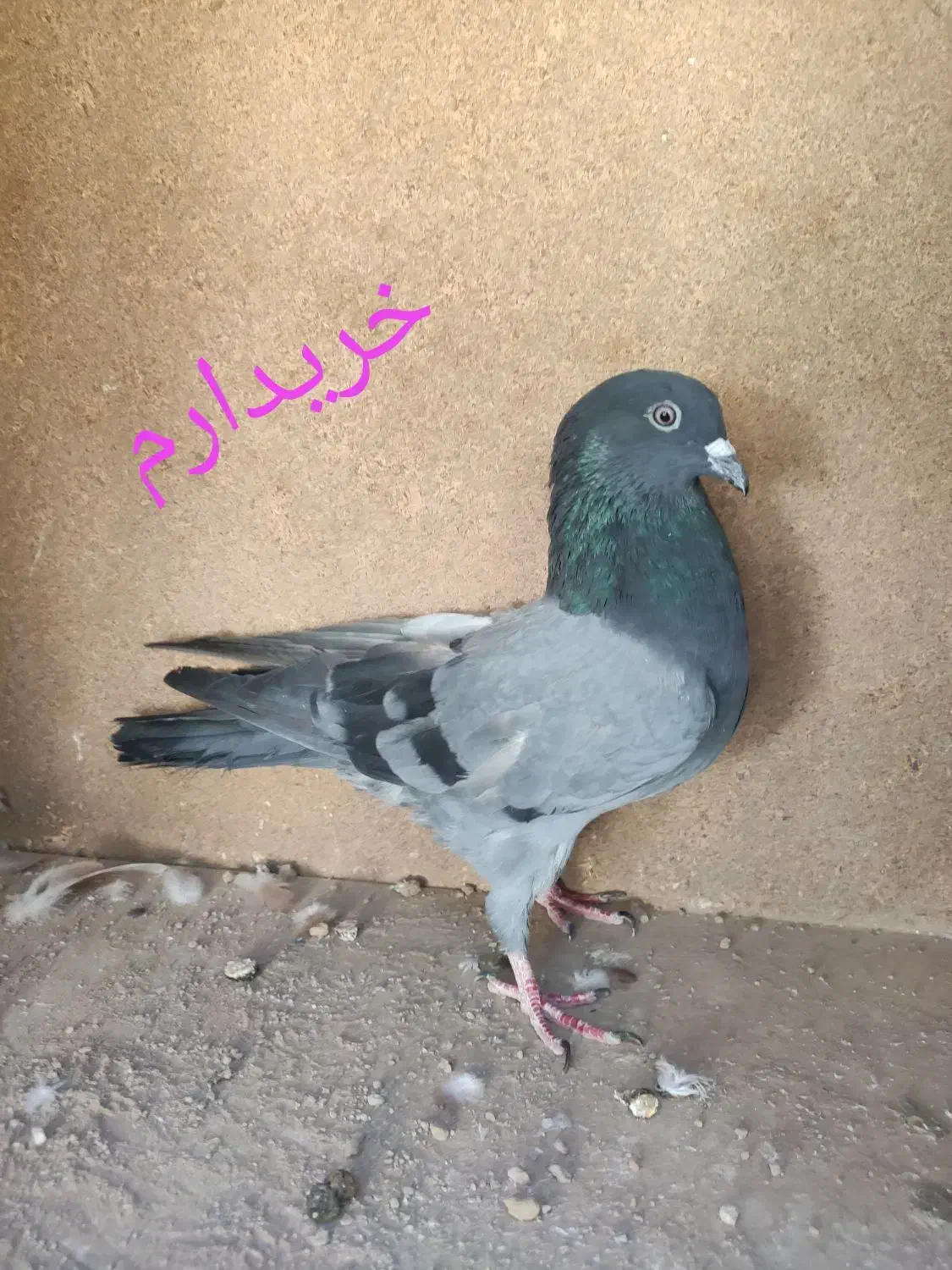 سبزکاکلی ماده|پرنده|قم, شاد قلی|دیوار