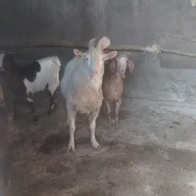 نر بز|حیوانات مزرعه|رادکان, |دیوار