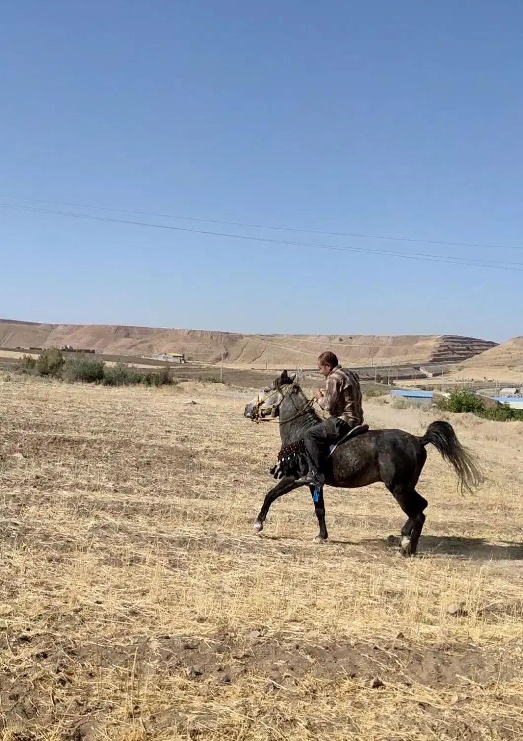 اسب نریان|اسب و تجهیزات اسبسواری|مراغه, |دیوار