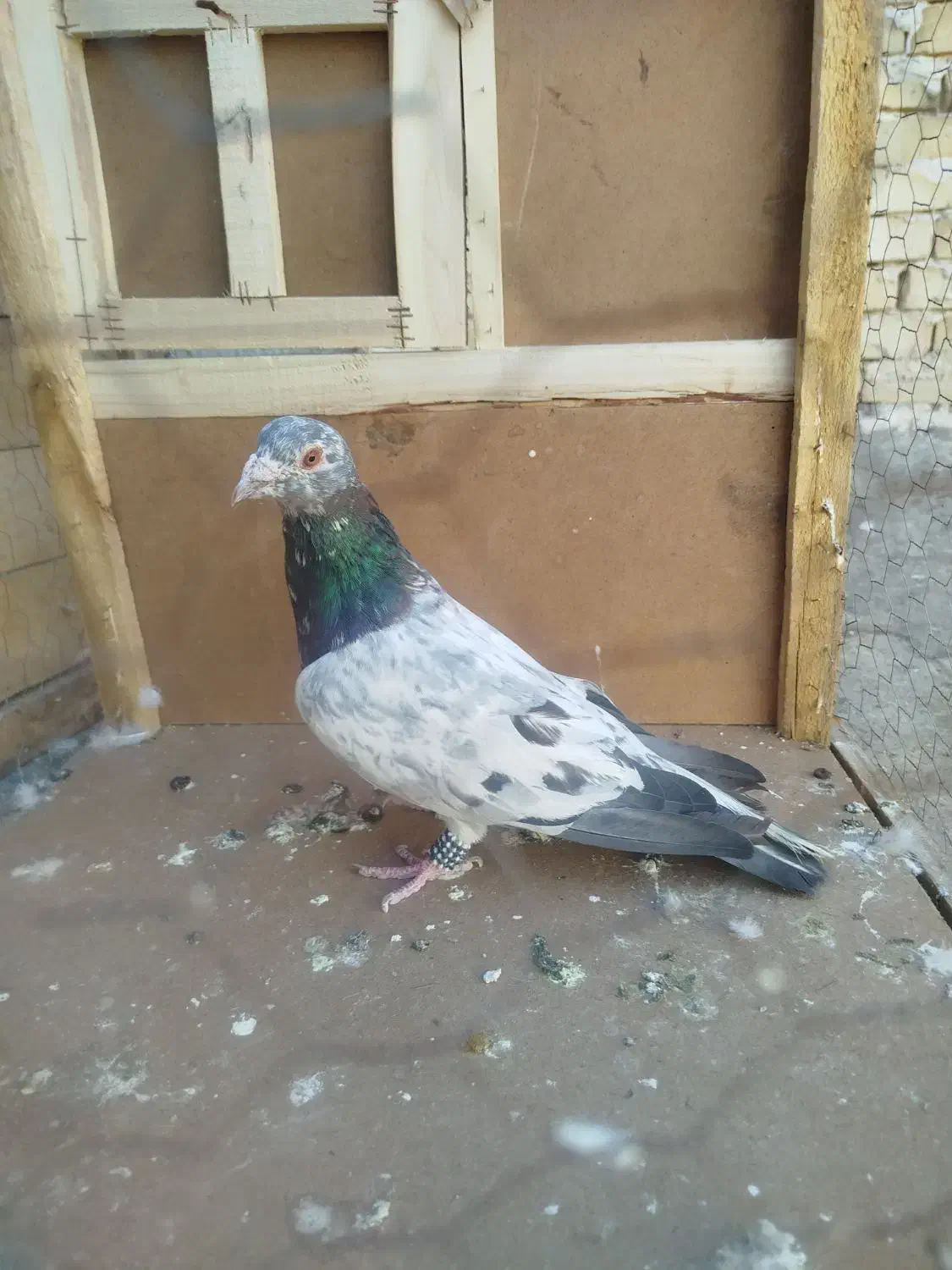 سار نر|پرنده|تربت‌حیدریه, حاجی یار‎|دیوار