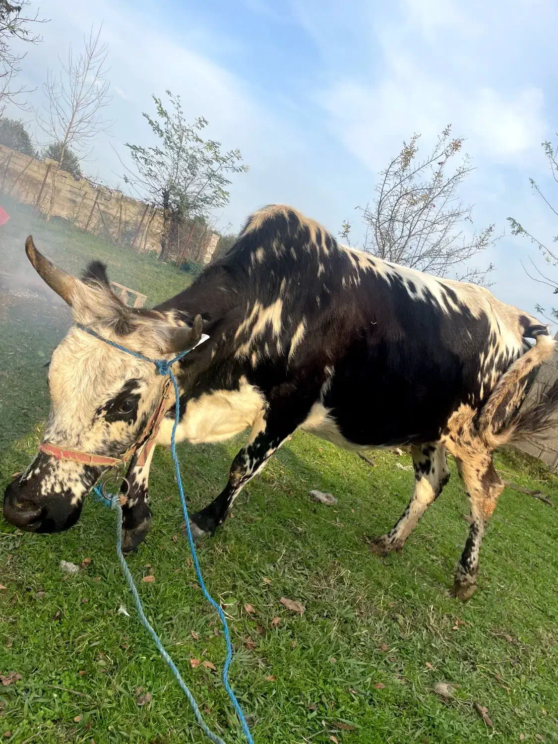 گاو ۷ماه نیم حامله|حیوانات مزرعه|فومن, |دیوار