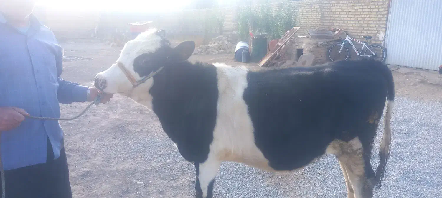 دو گوساله سیمینتال|حیوانات مزرعه|خرمآباد, |دیوار