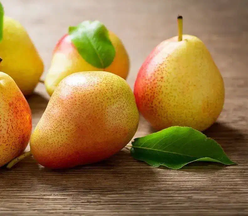 پیشفروش نهال گلابی بارتلت بصورت|خدمات باغبانی و درختکاری|بسطام, |دیوار