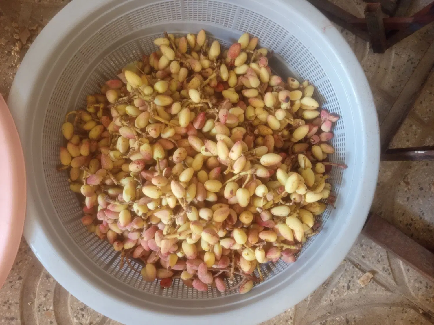 پسته|خوردنی و آشامیدنی|پیشوا, |دیوار
