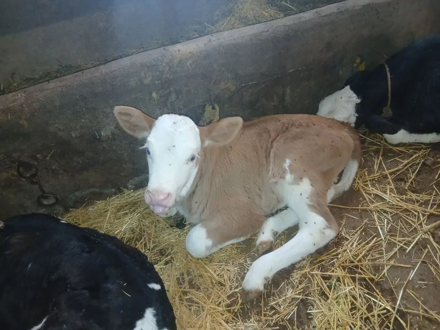 گاو شیری با گوساله سیمنتال قرمز|حیوانات مزرعه|سراب, |دیوار