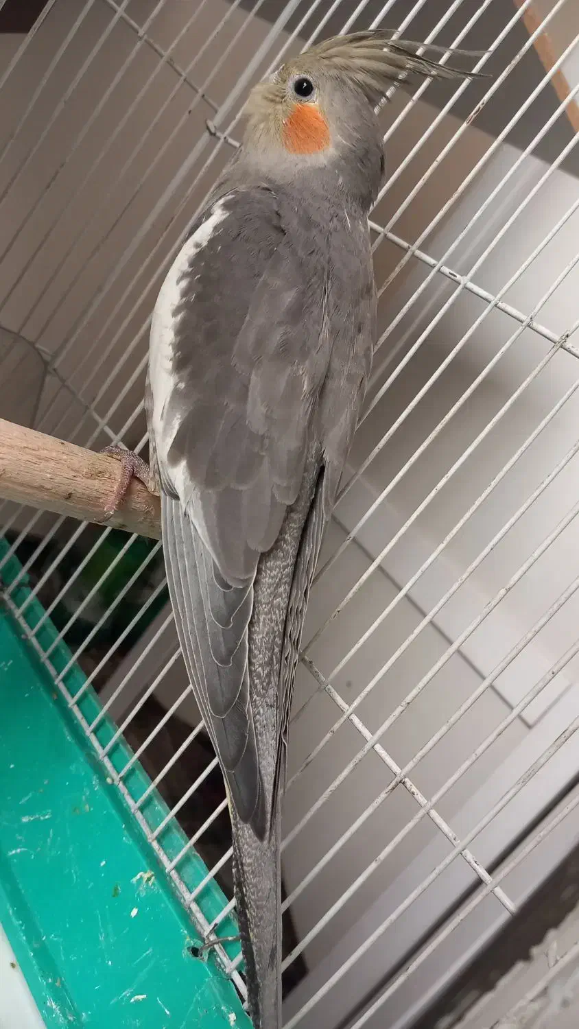 عروس هلندی سینامون|پرنده|تهران, فردوس|دیوار