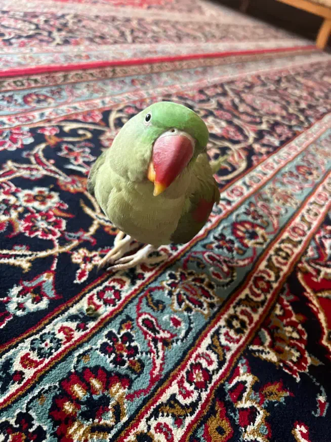 طوطی گمشده|پرنده|شیراز, جانبازان|دیوار