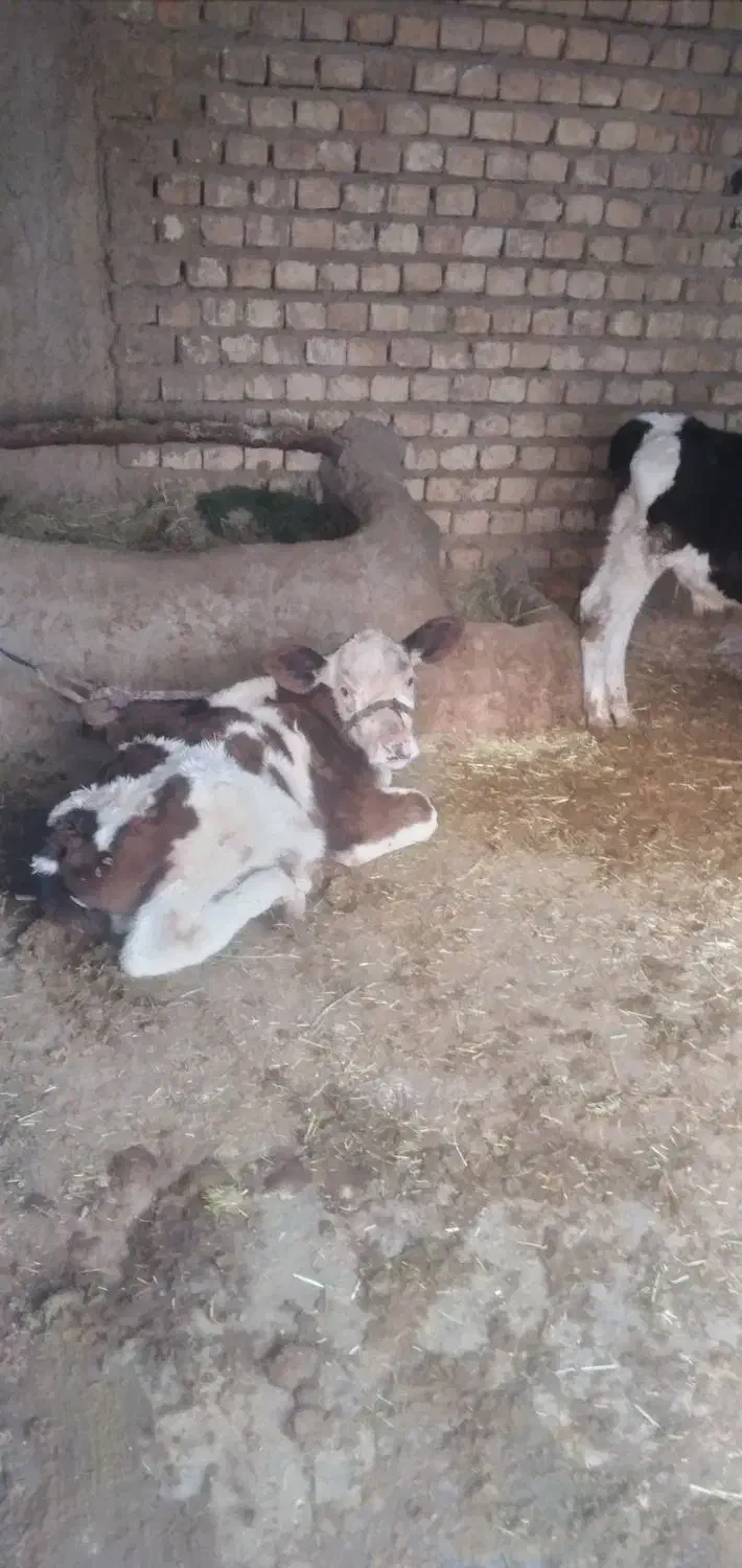 فروش دو راس گاو با گوساله|حیوانات مزرعه|زیلائی, |دیوار