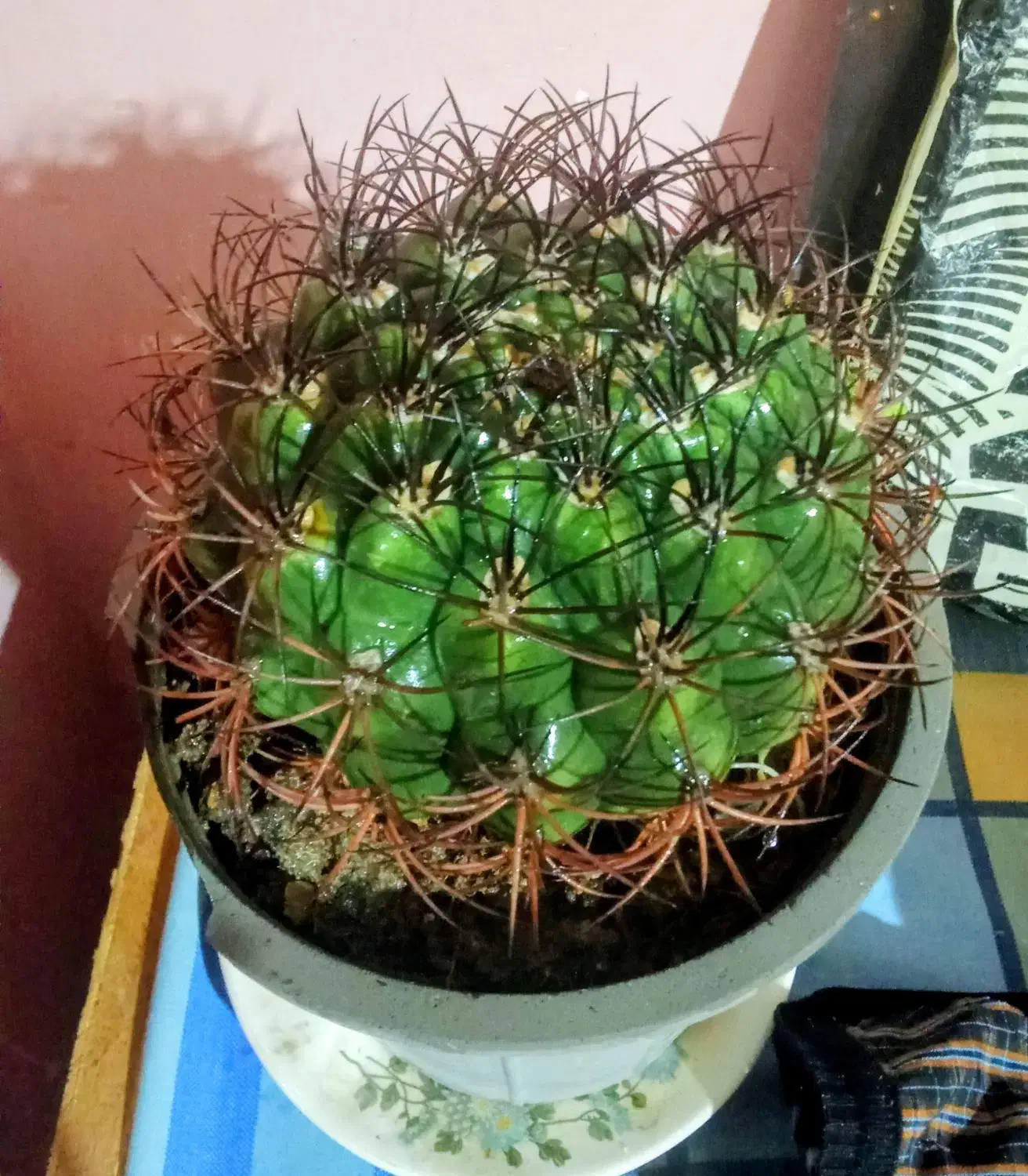 کاکتوس آپارتمانی|گل و گیاه طبیعی|گرگان, |دیوار