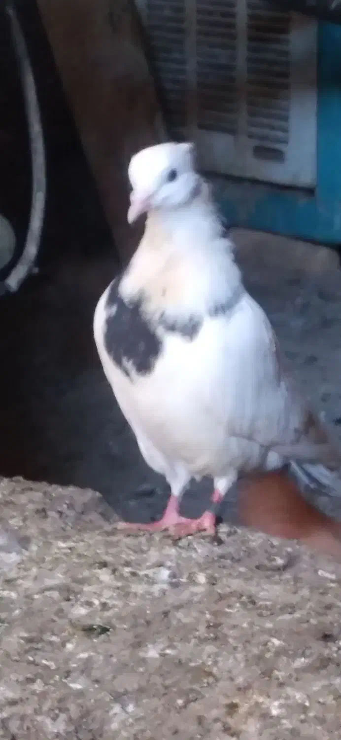 کبوتر خال|پرنده|ایلام, |دیوار