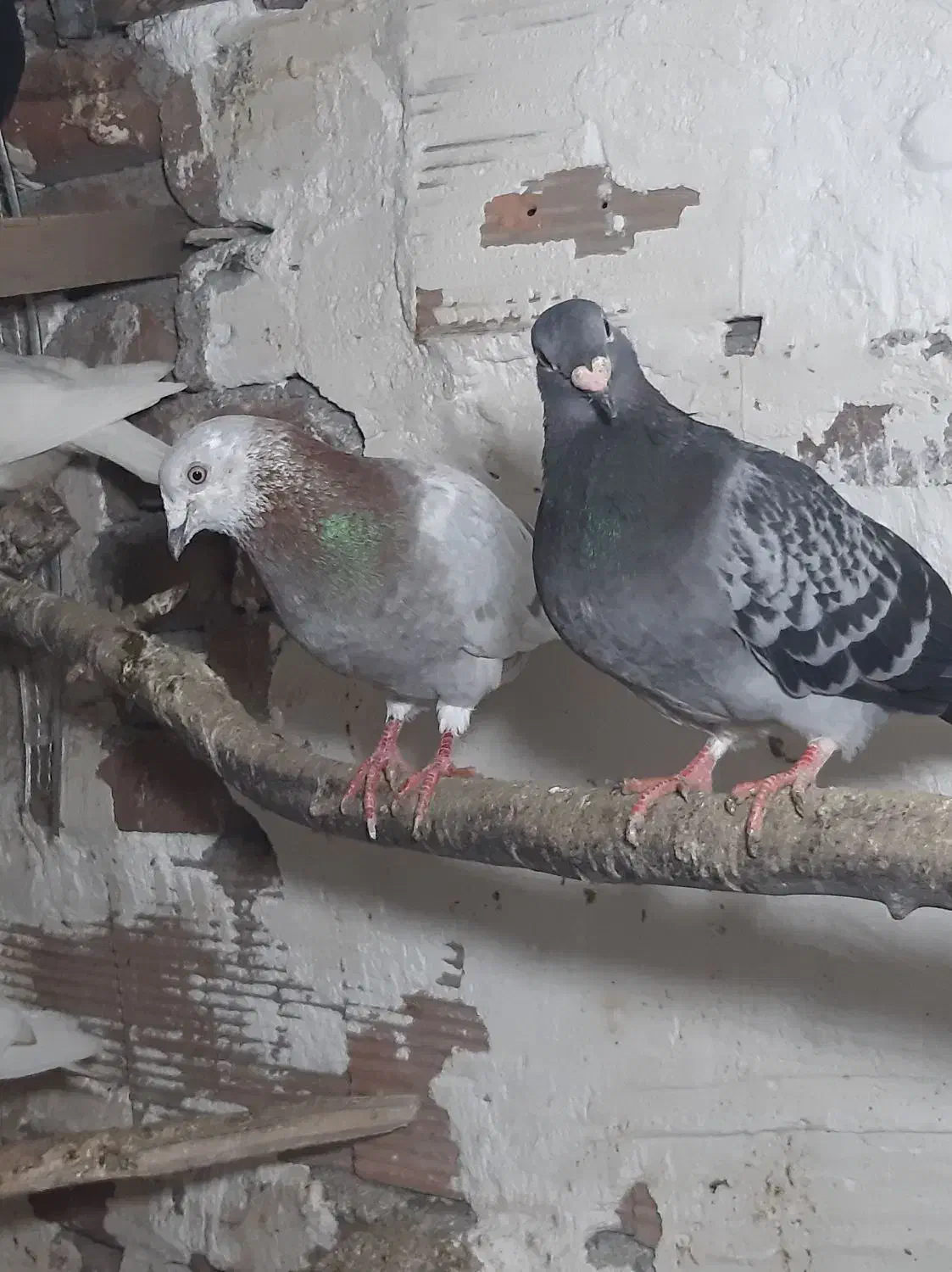 کبوتر طوقی و سینه و ساده مسافتی|پرنده|آمل, |دیوار