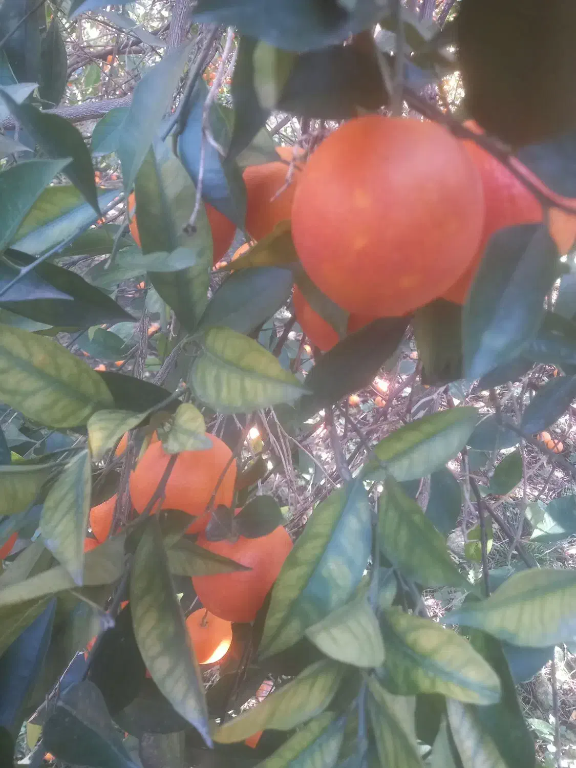 پرتقال خونی|خوردنی و آشامیدنی|نوشهر, |دیوار