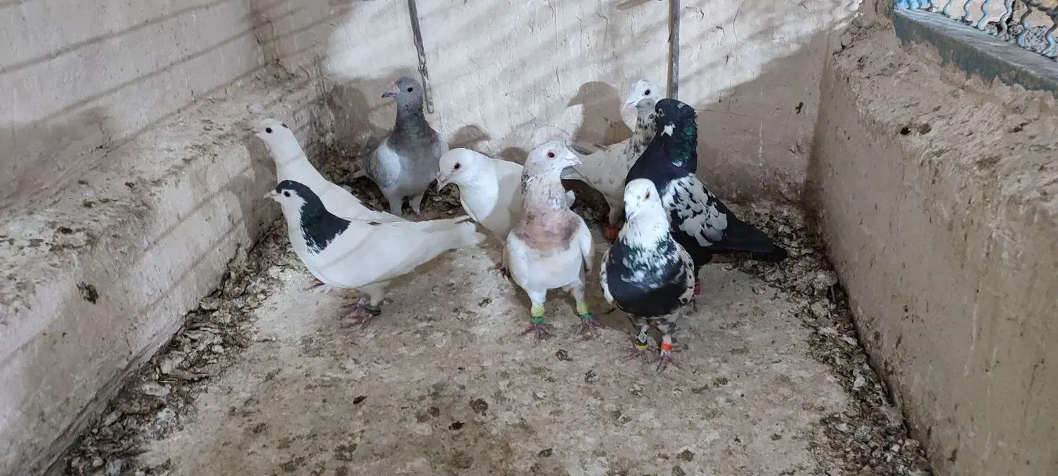 کفتر گرفتنی|پرنده|کاشمر, |دیوار