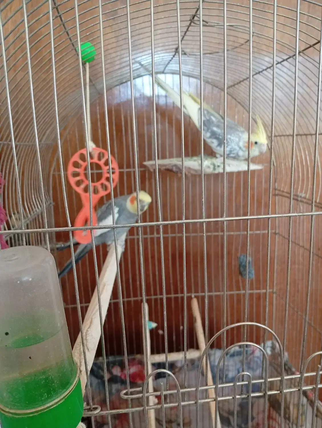 فروش پرنده|پرنده|مهریز, |دیوار