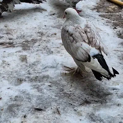 کبوتر پاپری|حراج|قوچان, |دیوار