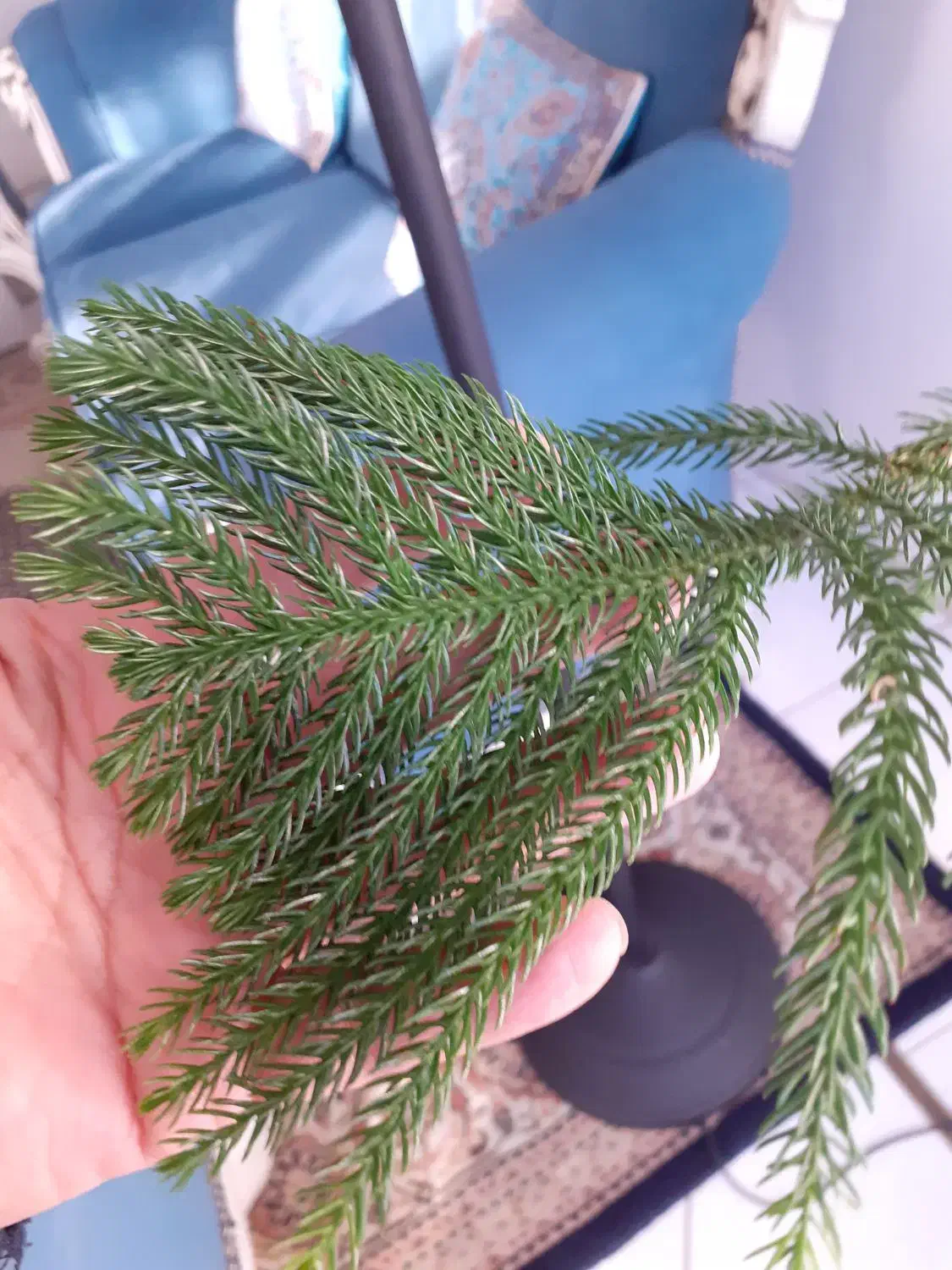 کاج مطبق مناسب شرکت و اپارتمان|گل و گیاه طبیعی|تهران, پاسداران|دیوار