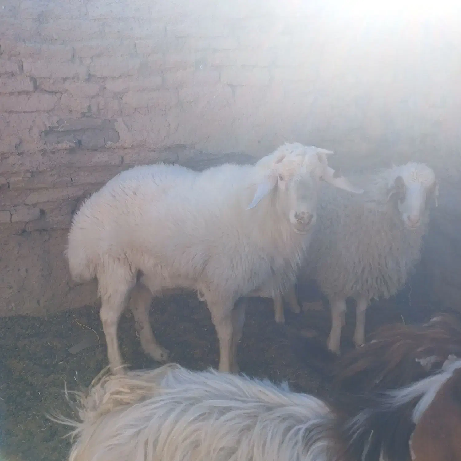 قوچ|حیوانات مزرعه|سرایان, |دیوار