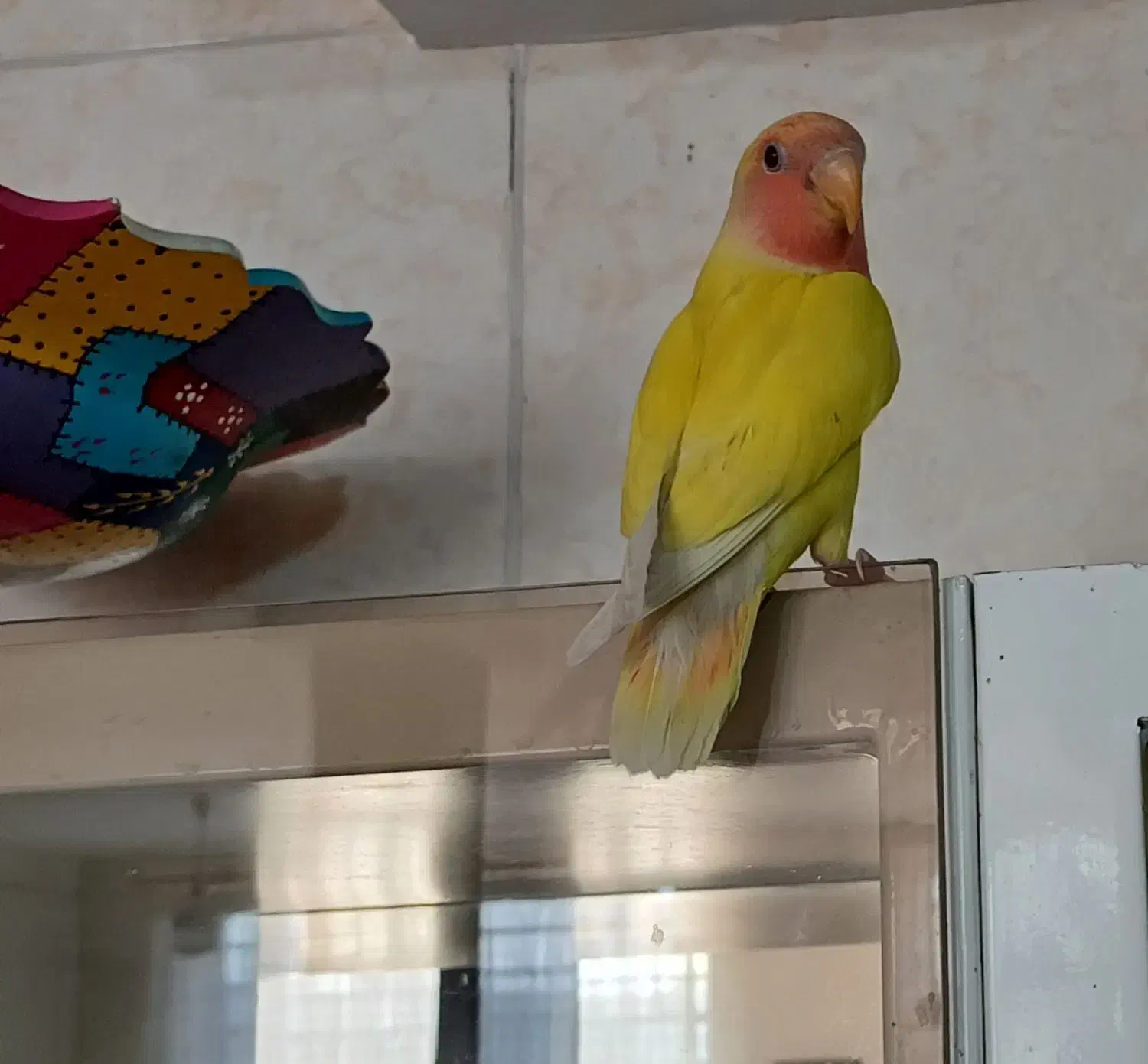 طوطی کوتوله صورت هلویی|پرنده|رفسنجان, |دیوار