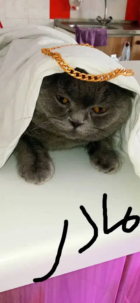 اسکاتیش شرت هیر /مو مخملی چشم جغدی/۲ماهه|گربه|تهران, شهران شمالی|دیوار