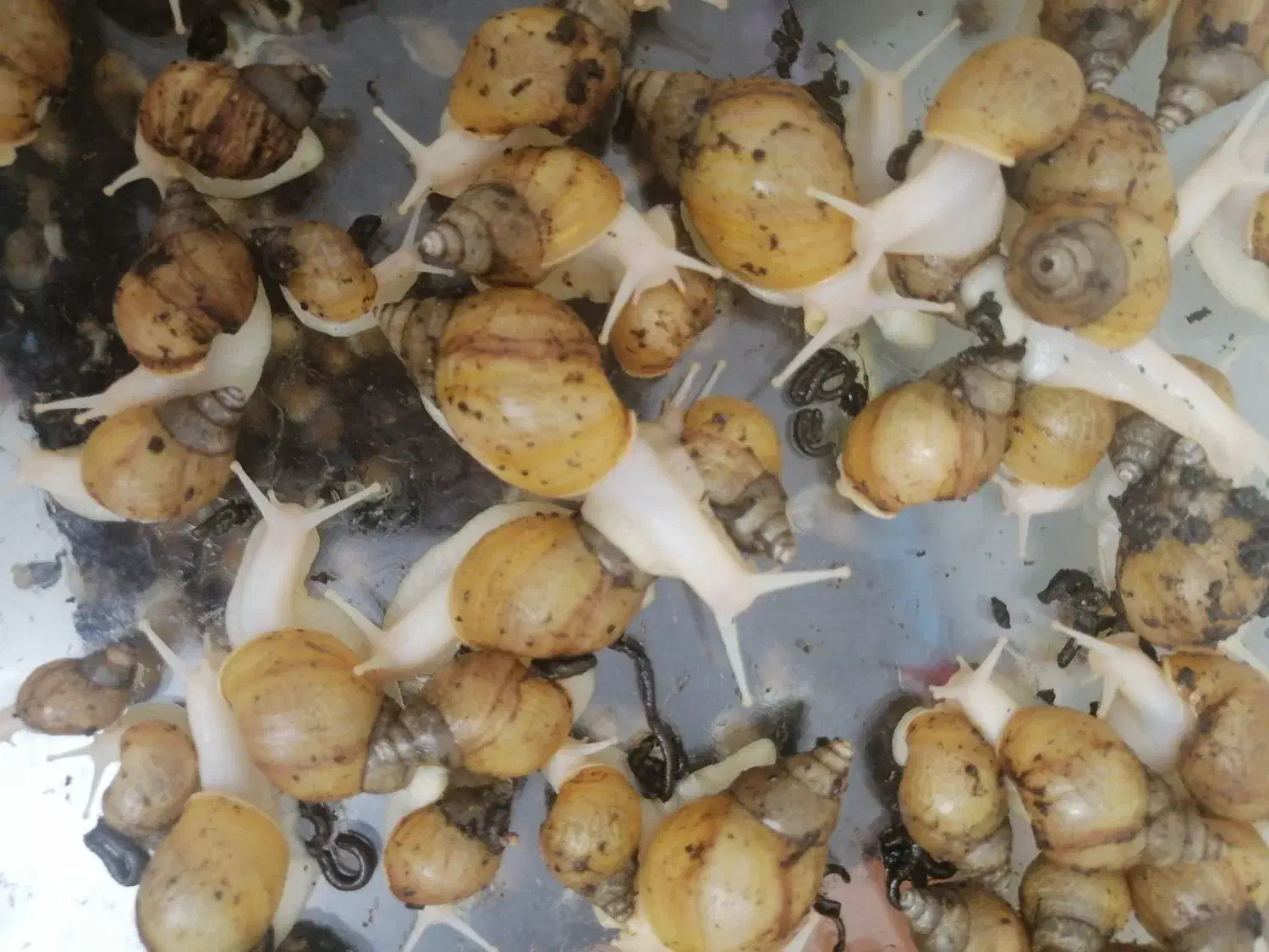 فروش حلزون آلبینو آفریقایی|خزنده|تهران, جوادیه|دیوار