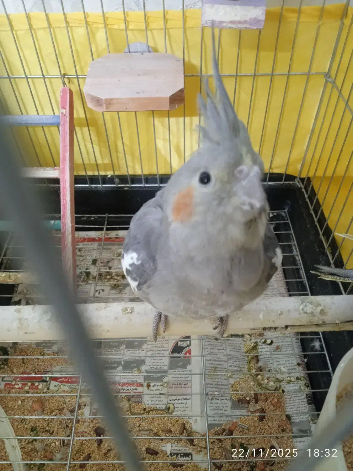 عروس هلندی|پرنده|تهران, جیحون|دیوار