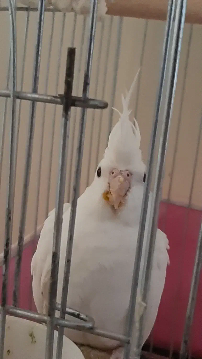 پرنده عروس هلندی|پرنده|پاکدشت, پاکدشت (مامازند)|دیوار