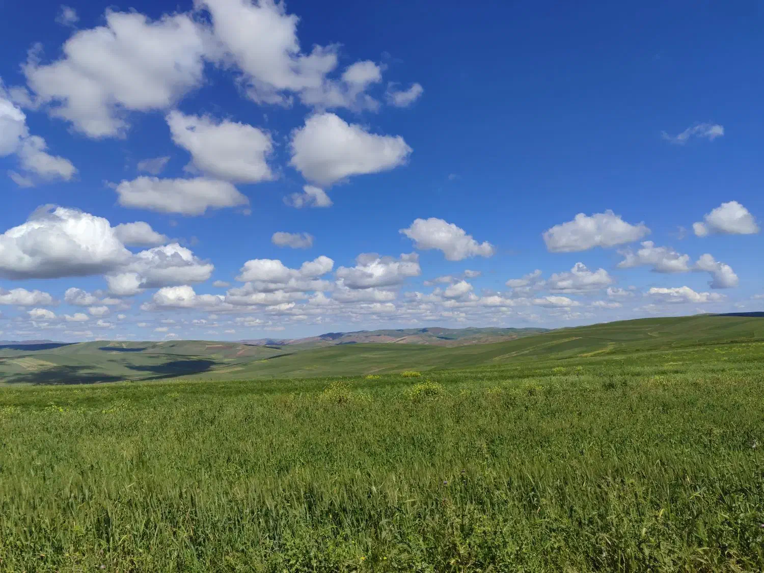 قره دنه|عمده‌فروشی|گرمی, |دیوار