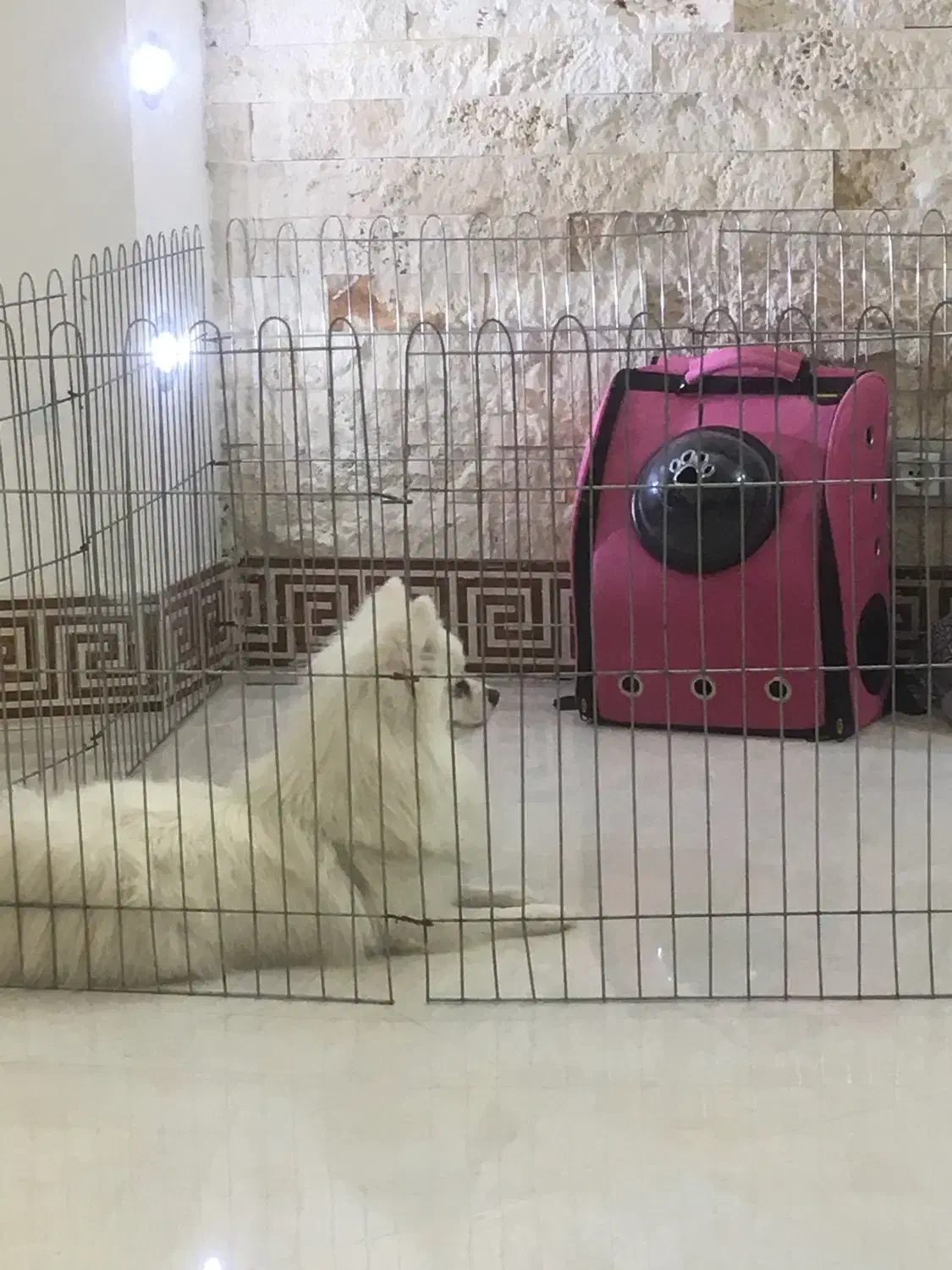 پامرین روباهی ماده|سگ|کاشان, سه راه پرورشگاه|دیوار