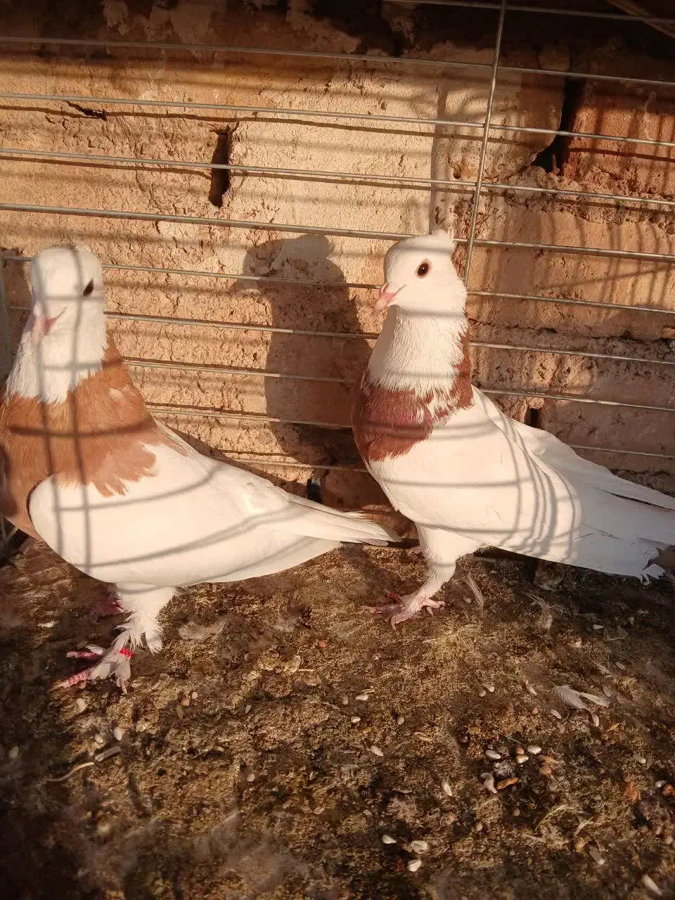 پرنده|پرنده|آران و بیدگل, |دیوار