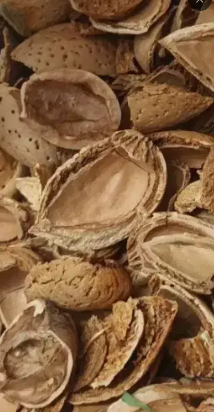 فروش تناژ پوست خشک بادم درختی..گردو..|عمدهفروشی|دامغان, |دیوار