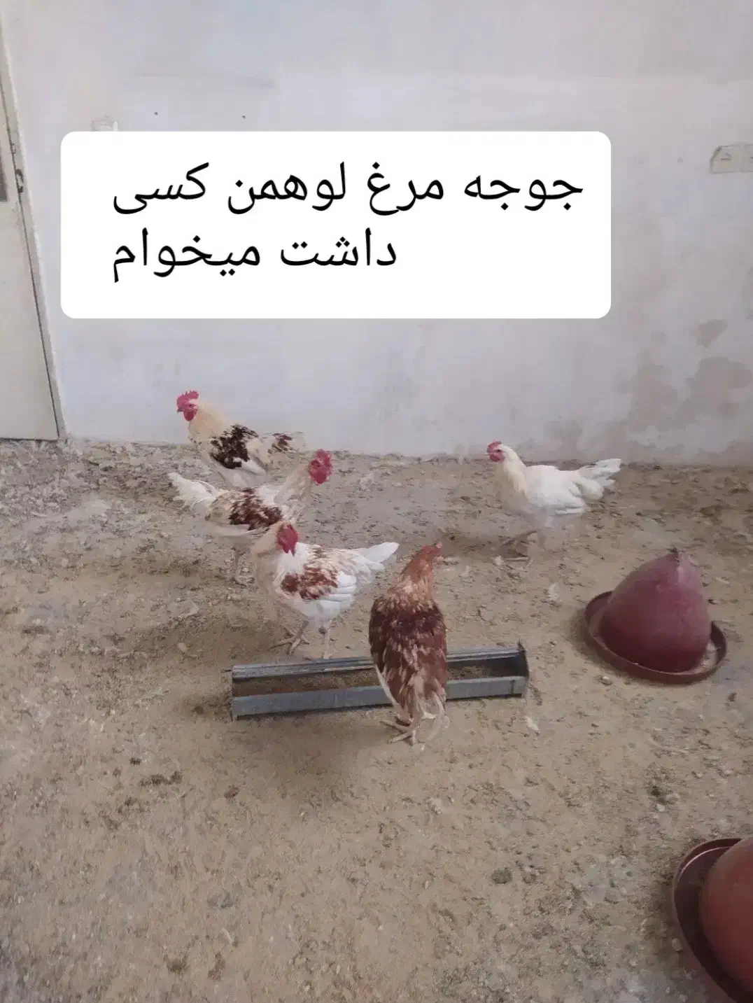 گمشده|حیوانات|اصفهان, خانه اصفهان|دیوار