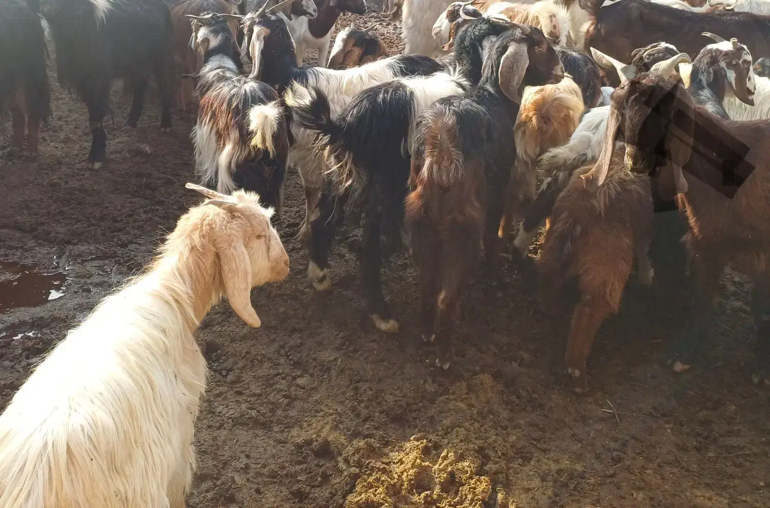 بزجوان|حیوانات مزرعه|گرمخان, |دیوار