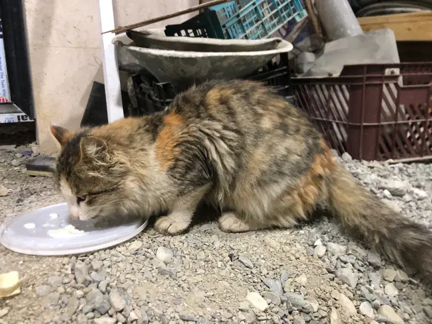 فروش گربه|گربه|پیرانشهر, |دیوار