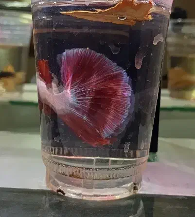 ۳عدد فایتر جاینتAAوارداتی|ماهی|تهران, عباسی|دیوار