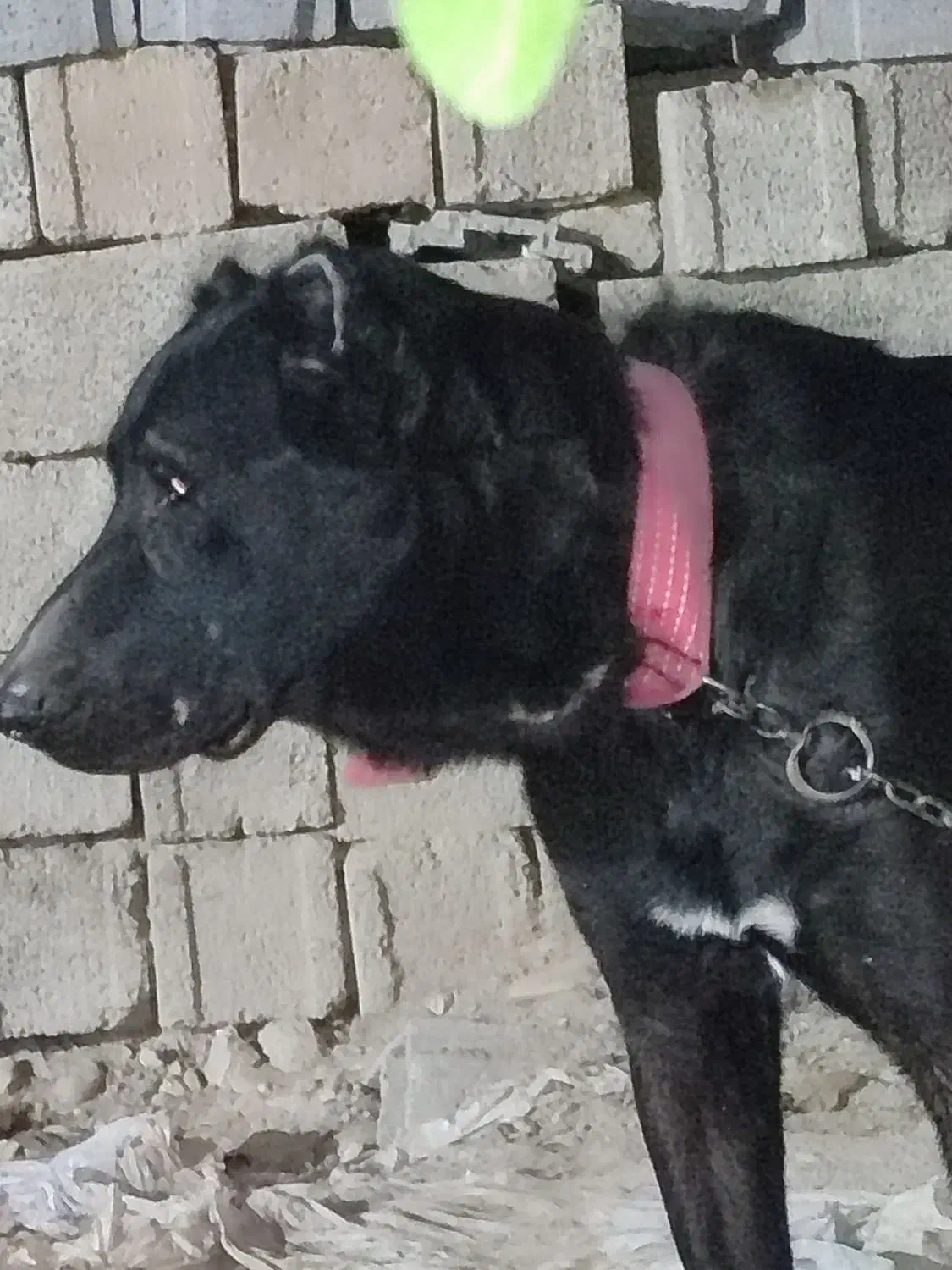 باسلام سگ دوساله همه چیز تمام به فروش میرسد|سگ|شبانکاره, |دیوار