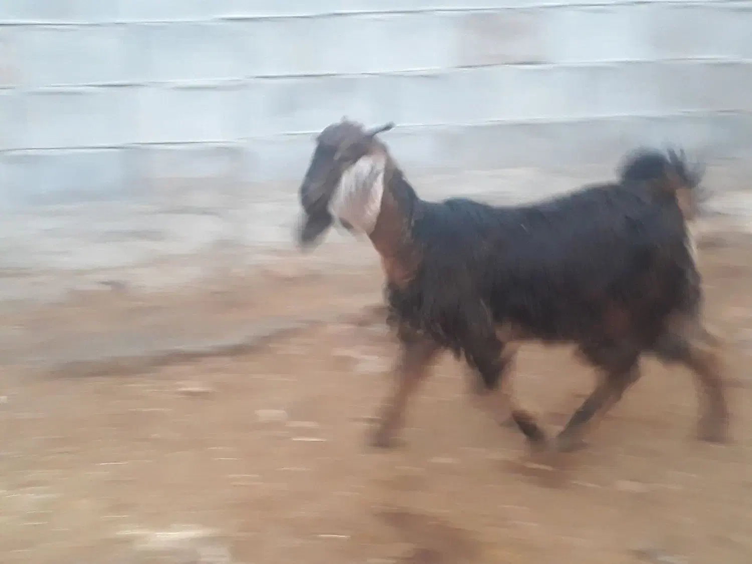 سرگرمی|حیوانات مزرعه|سرپل ذهاب, |دیوار