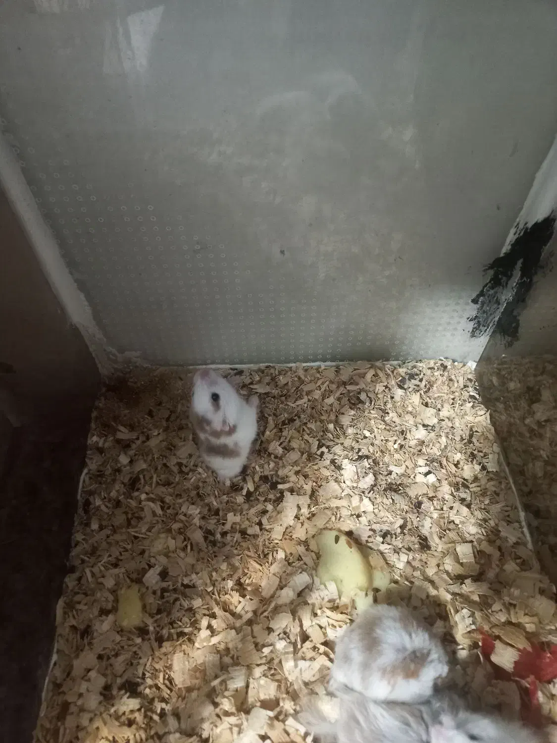 همستر نر و ماده با بچه|موش و خرگوش|آستانه اشرفیه, |دیوار