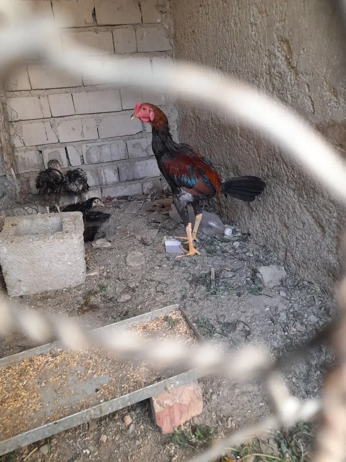 فروش خروس خوب سرحال|پرنده|ایرانشهر, |دیوار