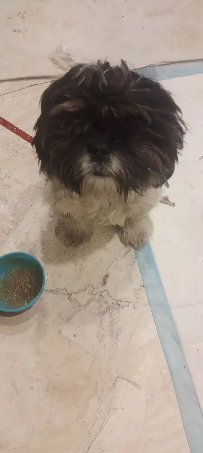 سگ شیتزو|سگ|چهارباغ, |دیوار