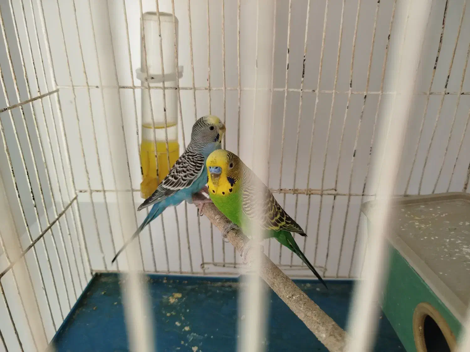 مرغ عشق|پرنده|مرودشت, تامین اجتماعی|دیوار