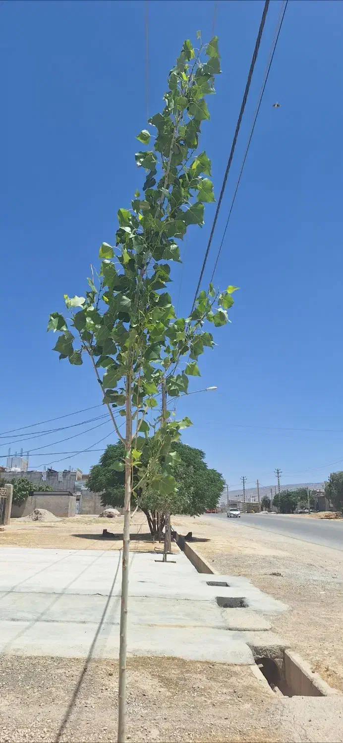 کودگوسفندی|خدمات باغبانی و درختکاری|کوهدشت, |دیوار