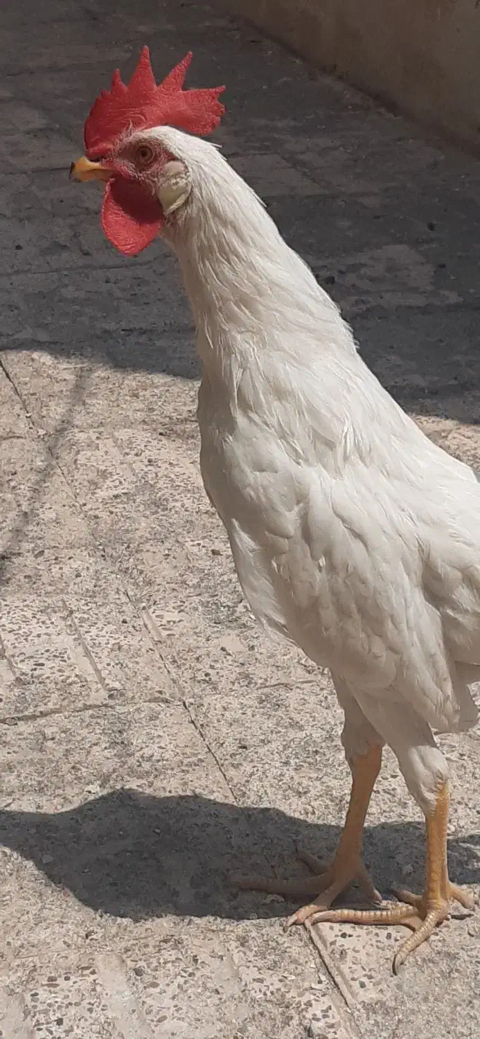 خروس سفید|حیوانات مزرعه|سراب, |دیوار