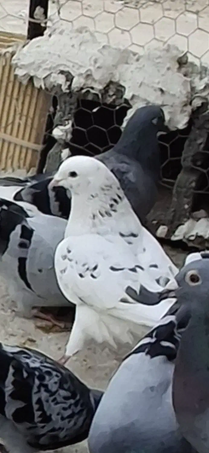 فروش ۳تا کبوتر|پرنده|بندر دیر, |دیوار