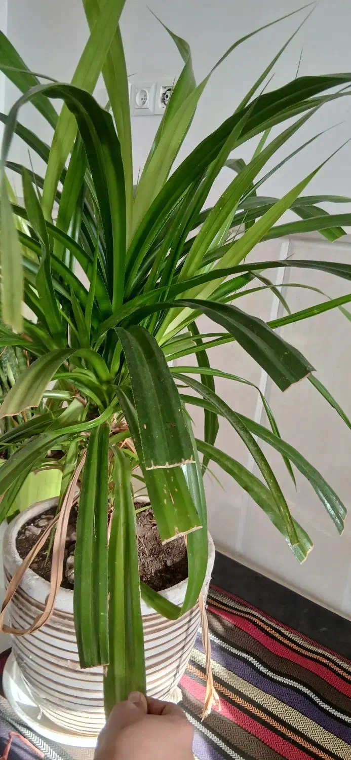 گل طبیعی|گل و گیاه طبیعی|نیشابور, مازول|دیوار