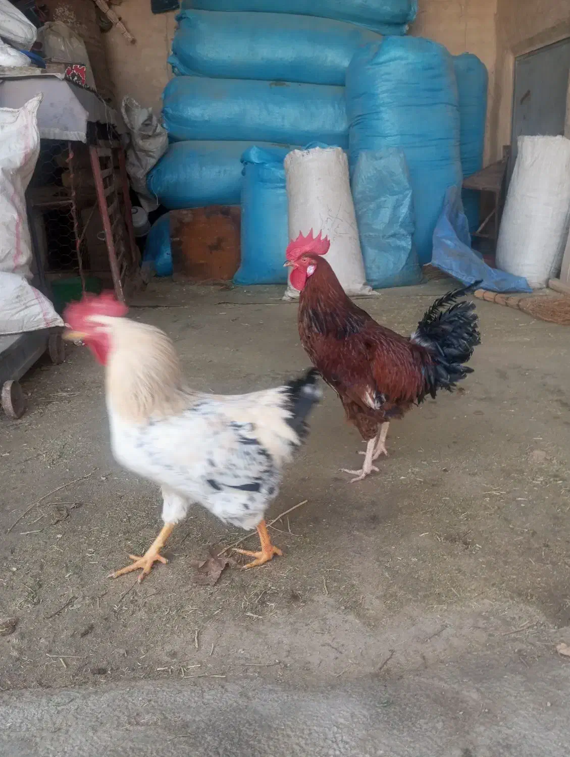 خروس|حیوانات مزرعه|اسدآباد, |دیوار